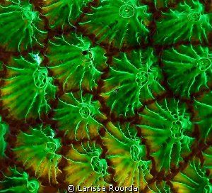 Green. by Larissa Roorda 